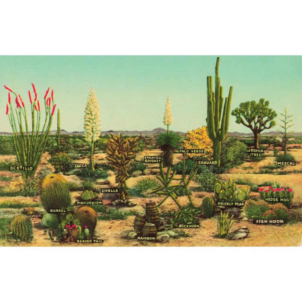 Vintage Desert Vegetation Postcard Cactus Saguaro Joshua Tree Linen 5C-K918